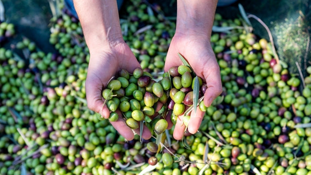 Olive Campagne 5Kg
